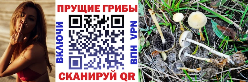 Галлюциногенные грибы Psilocybe Ишимбай